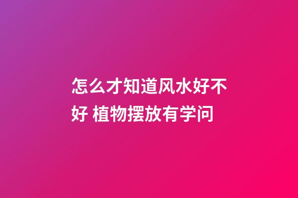 怎么才知道风水好不好 植物摆放有学问